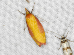 Wingia hesperidella