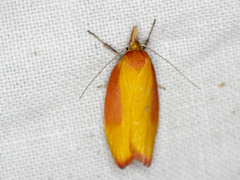Wingia hesperidella