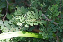 Indigofera micrantha