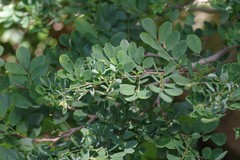 Indigofera micrantha