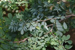 Indigofera micrantha