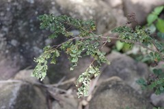 Indigofera micrantha