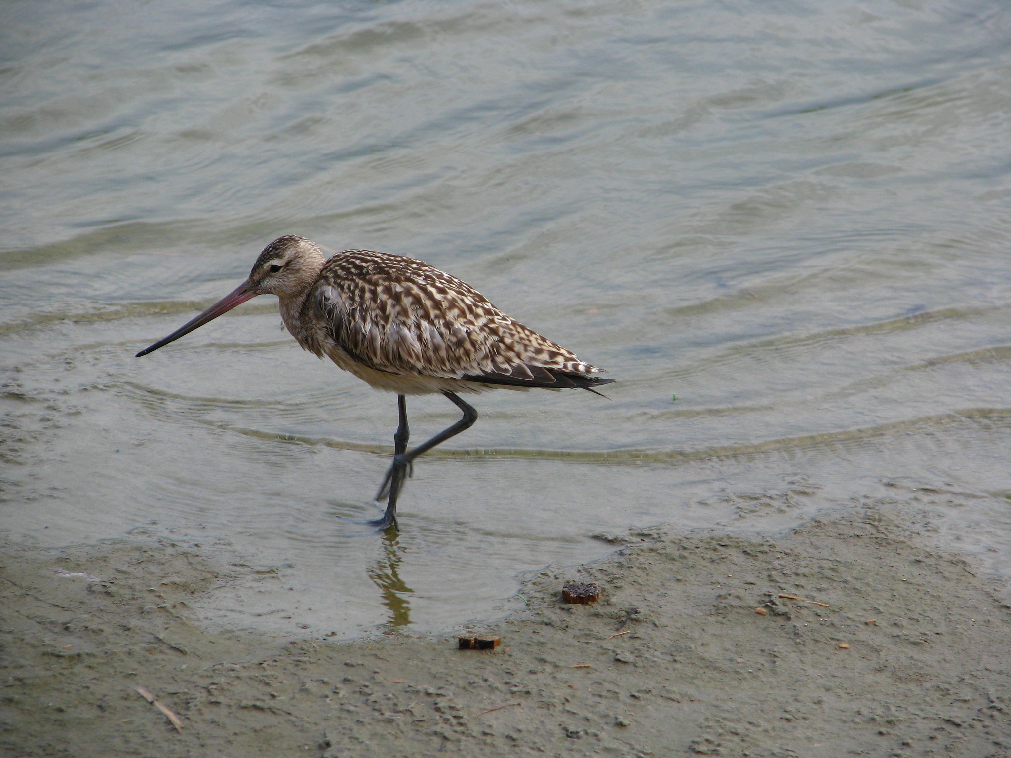 Bar-tailed Godwit