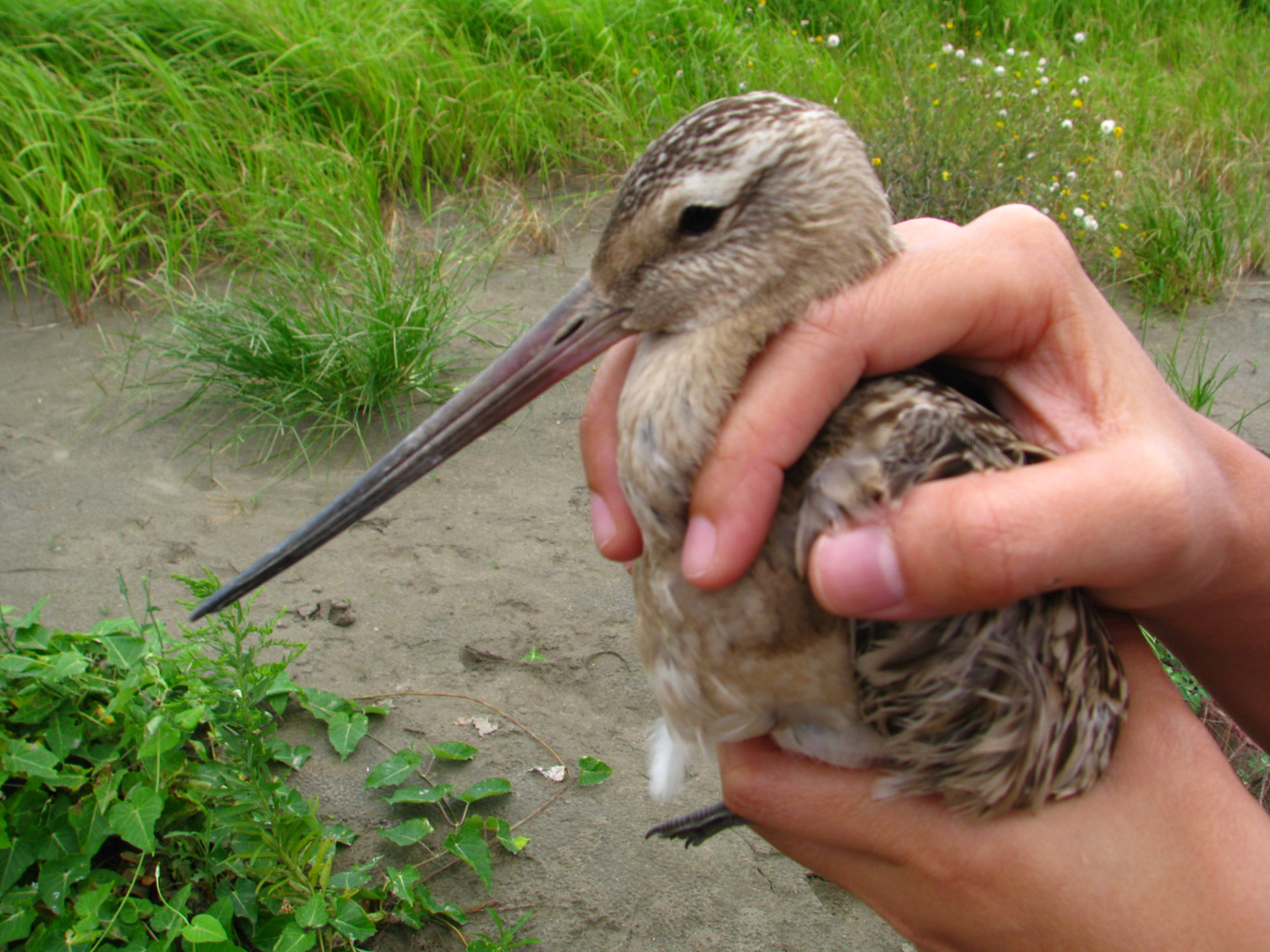 Bar-tailed Godwit