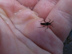 Velia gridellii