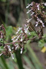 Aeollanthus parvifolius