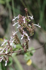 Aeollanthus parvifolius