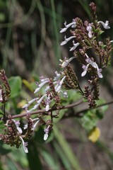 Aeollanthus parvifolius