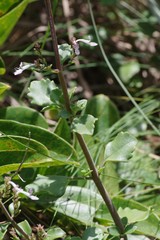 Aeollanthus parvifolius