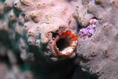 Didemnum psammatodes