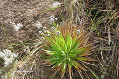 Paepalanthus itatiaiensis
