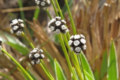 Paepalanthus itatiaiensis