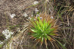 Paepalanthus itatiaiensis