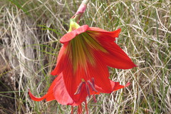 Hippeastrum morelianum