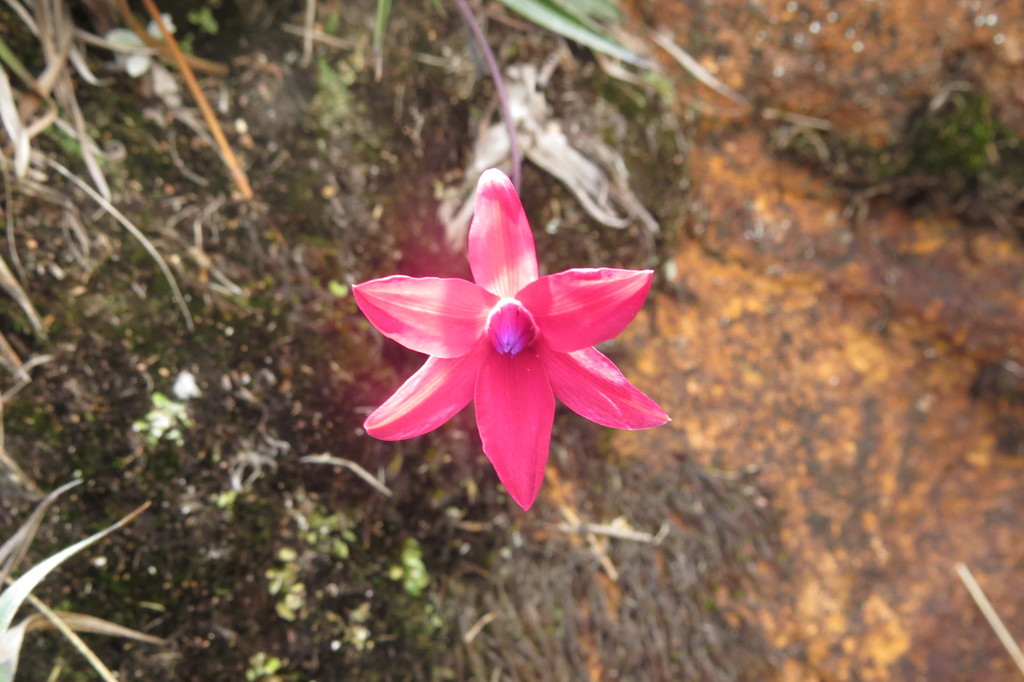 Barbacenia gounelleana