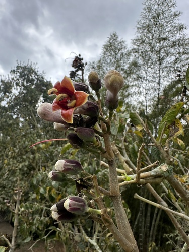 Trichanthera gigantea