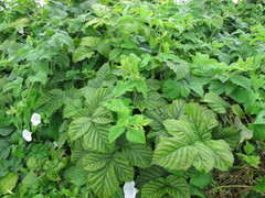 Rubus × idaeoides