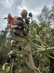 Trichanthera gigantea, photograph (c) Nicolás Baresch Uribe, some rights reserved (CC BY)