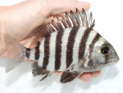 Sheepshead photo 3