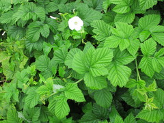Rubus × idaeoides