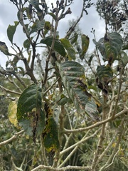Trichanthera gigantea, photograph (c) Nicolás Baresch Uribe, some rights reserved (CC BY)