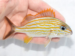 Caesar Grunt photo 2