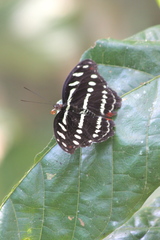 Catonephele mexicana