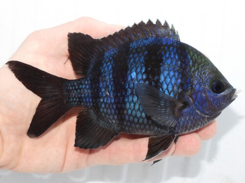 Photo of Sergeant major (Atlantic) (Abudefduf saxatilis)