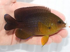 Cocoa Damselfish photo 5
