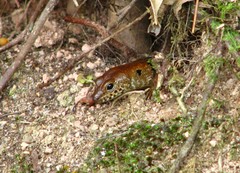 Sphenomorphus praesignis