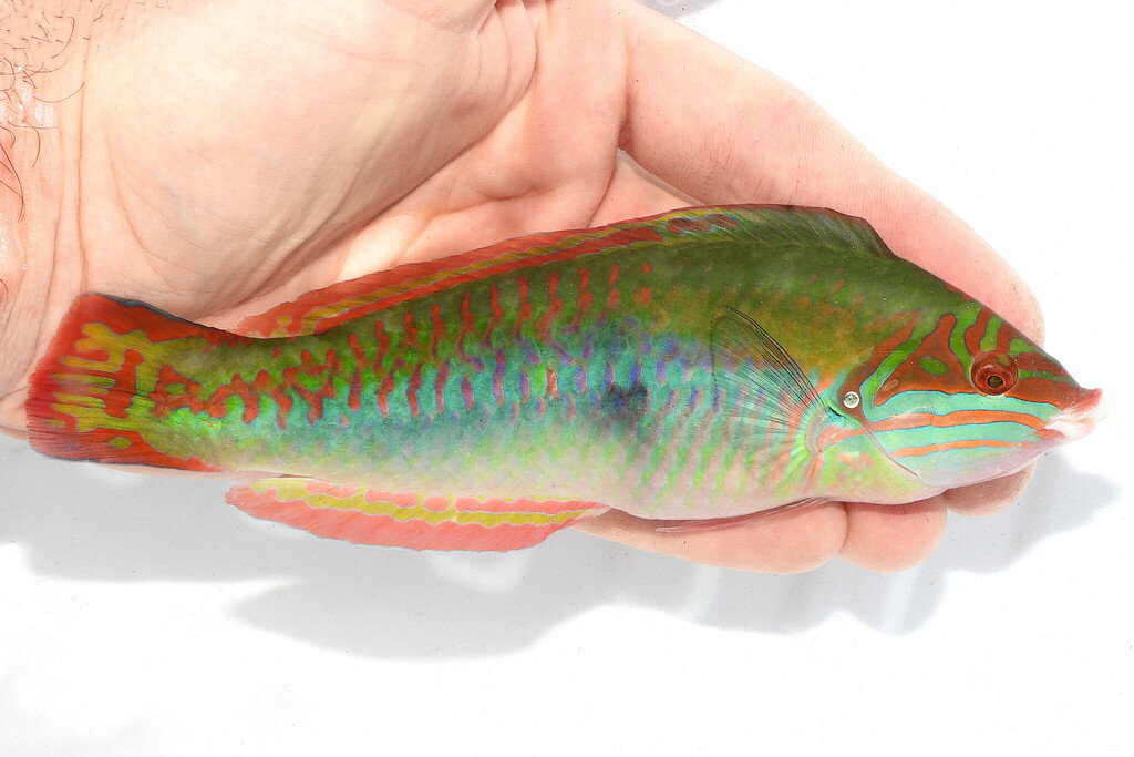 Clown Wrasse