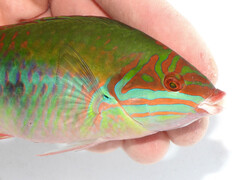 Clown Wrasse photo 4