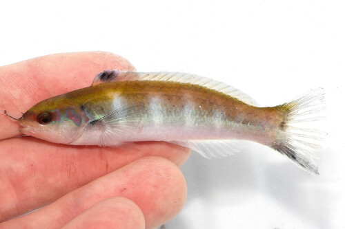 Caribbean Bluehead Wrasse
