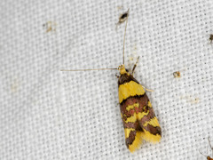 Callithauma callianthes