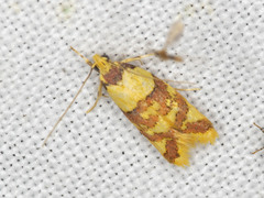 Callithauma callianthes