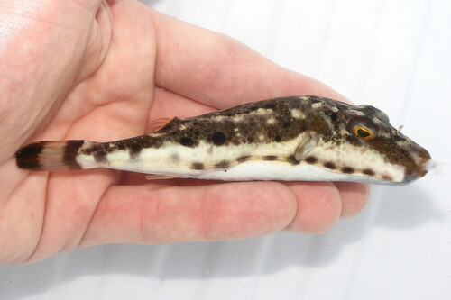 Bandtail puffer (Sphoeroides spengleri) — Tetraodontidae — 3