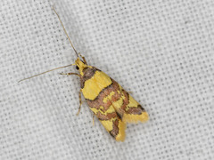 Callithauma callianthes