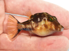 Sharpnose Puffer photo 5