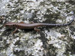 Sphenomorphus praesignis