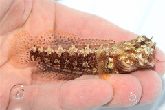 Dusky Jawfish photo 2
