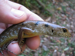 Sphenomorphus praesignis