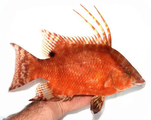 Photo of Hogfish (Lachnolaimus maximus)