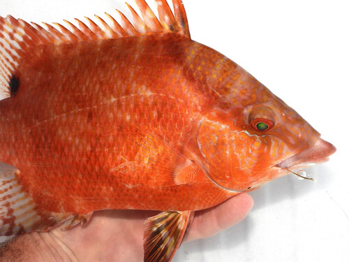 Photo of Hogfish (Lachnolaimus maximus)