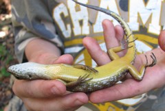 Sphenomorphus praesignis