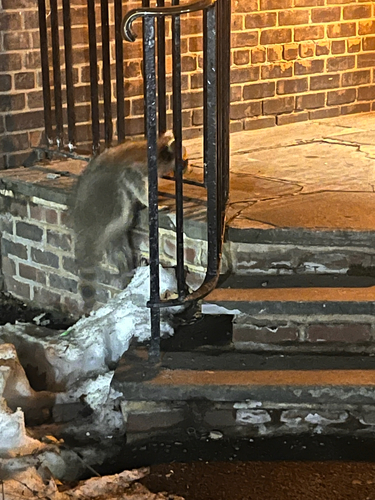 Raccoon