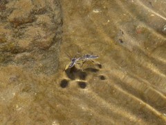 Velia gridellii