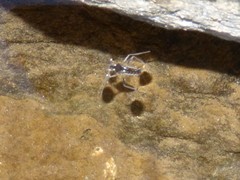 Velia gridellii