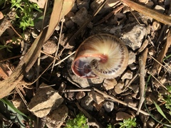 Allognathus balearicus