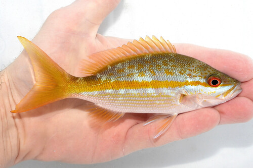Yellowtail Snapper