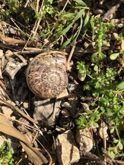 Allognathus balearicus